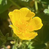 Potentilla megalantha